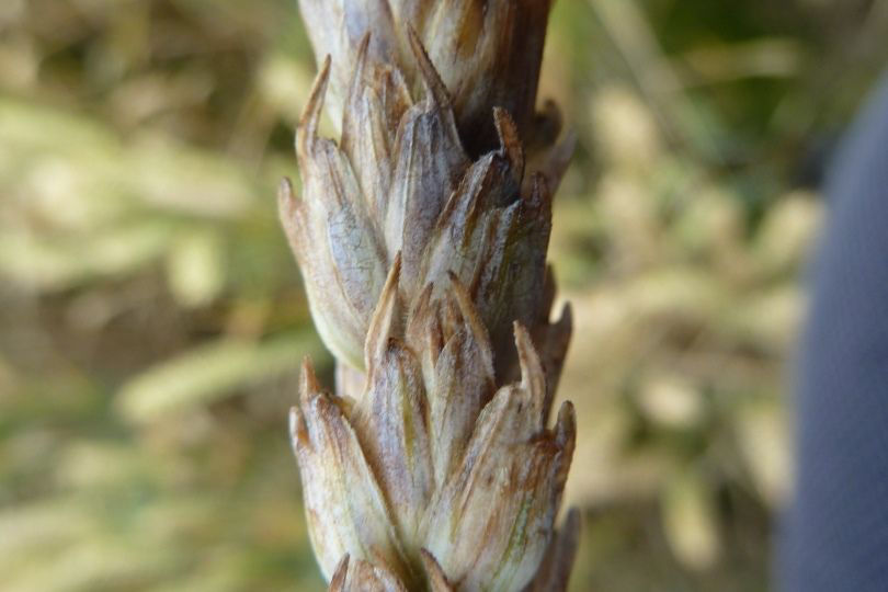 Glume Blotch